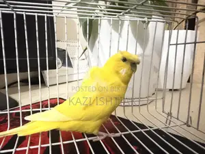 Japanese Budgerigar Male