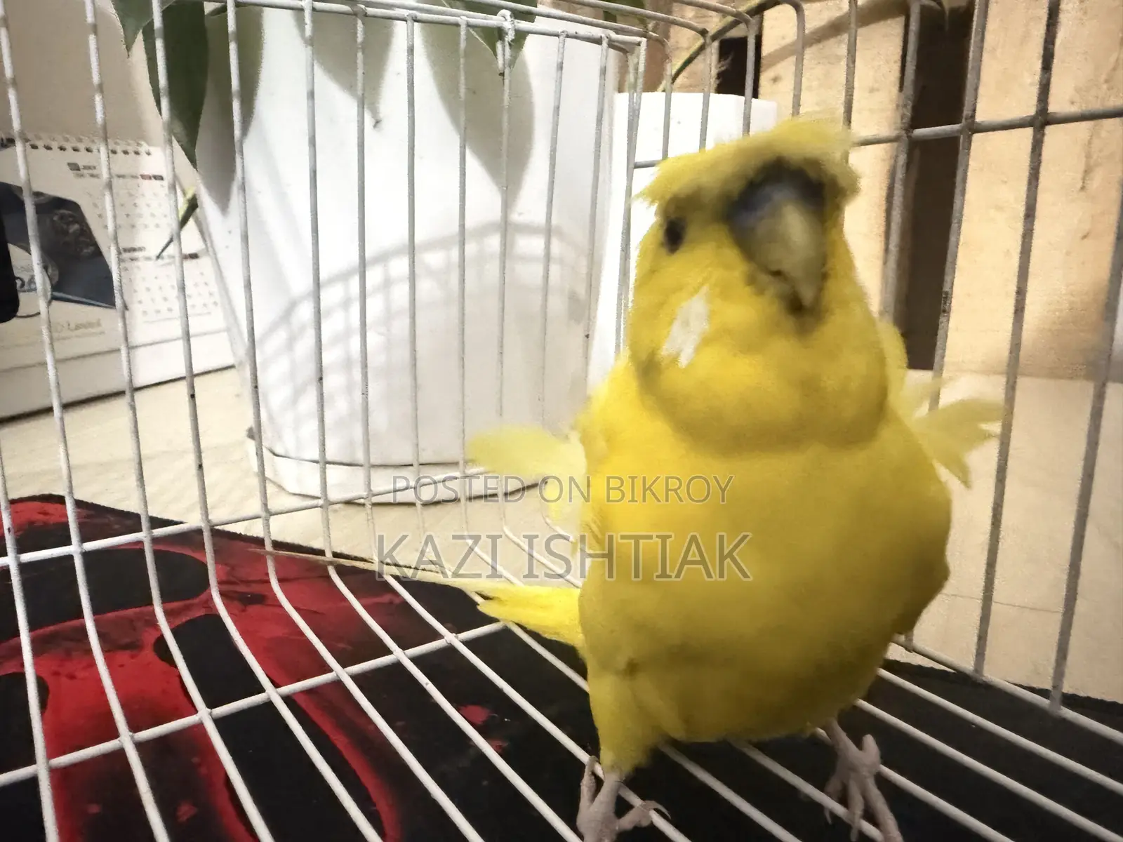 Japanese Budgerigar Male