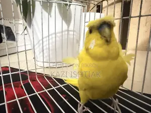 Japanese Budgerigar Male