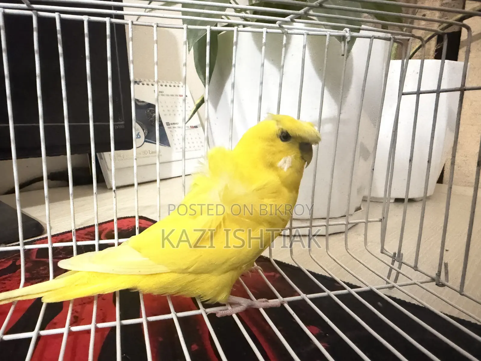 Japanese Budgerigar Male