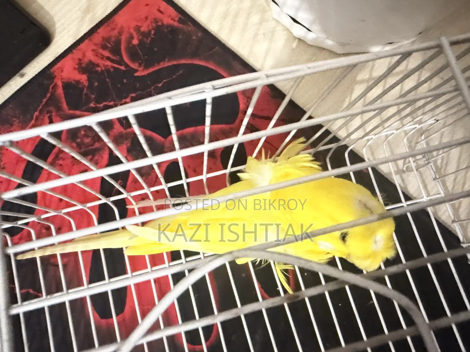 Japanese Budgerigar Male