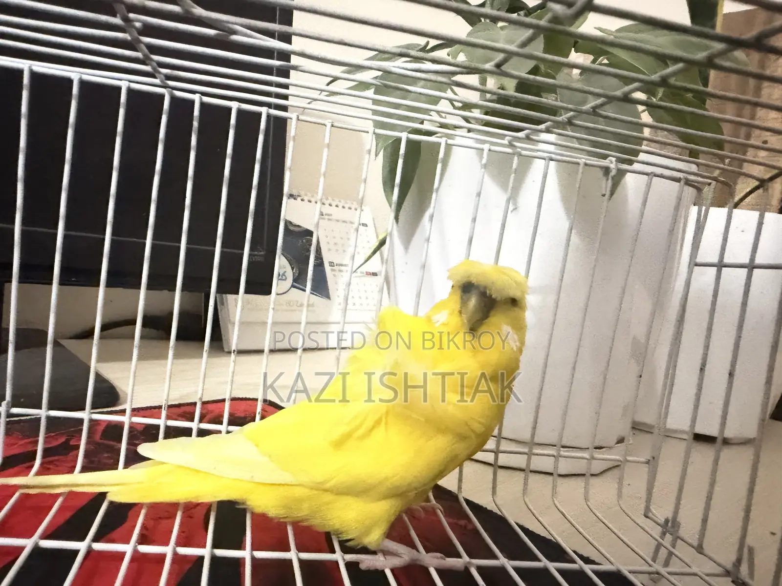 Japanese Budgerigar Male
