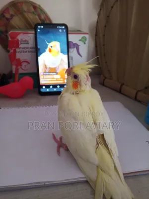 Cockatiel Tame Size Baby