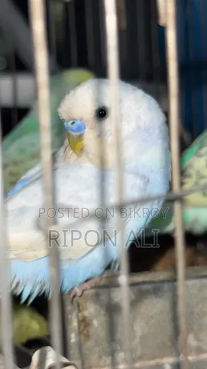 Budgie 4 Pieces