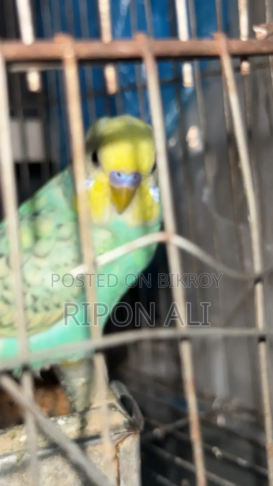 বাজিগর পাখি ৪ পিস