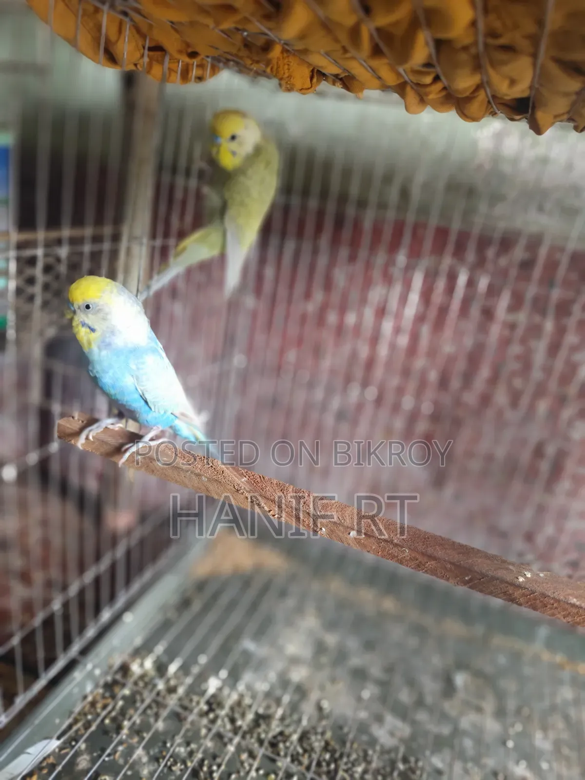 বাজরিগার পাখি