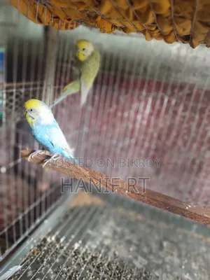 বাজরিগার পাখি