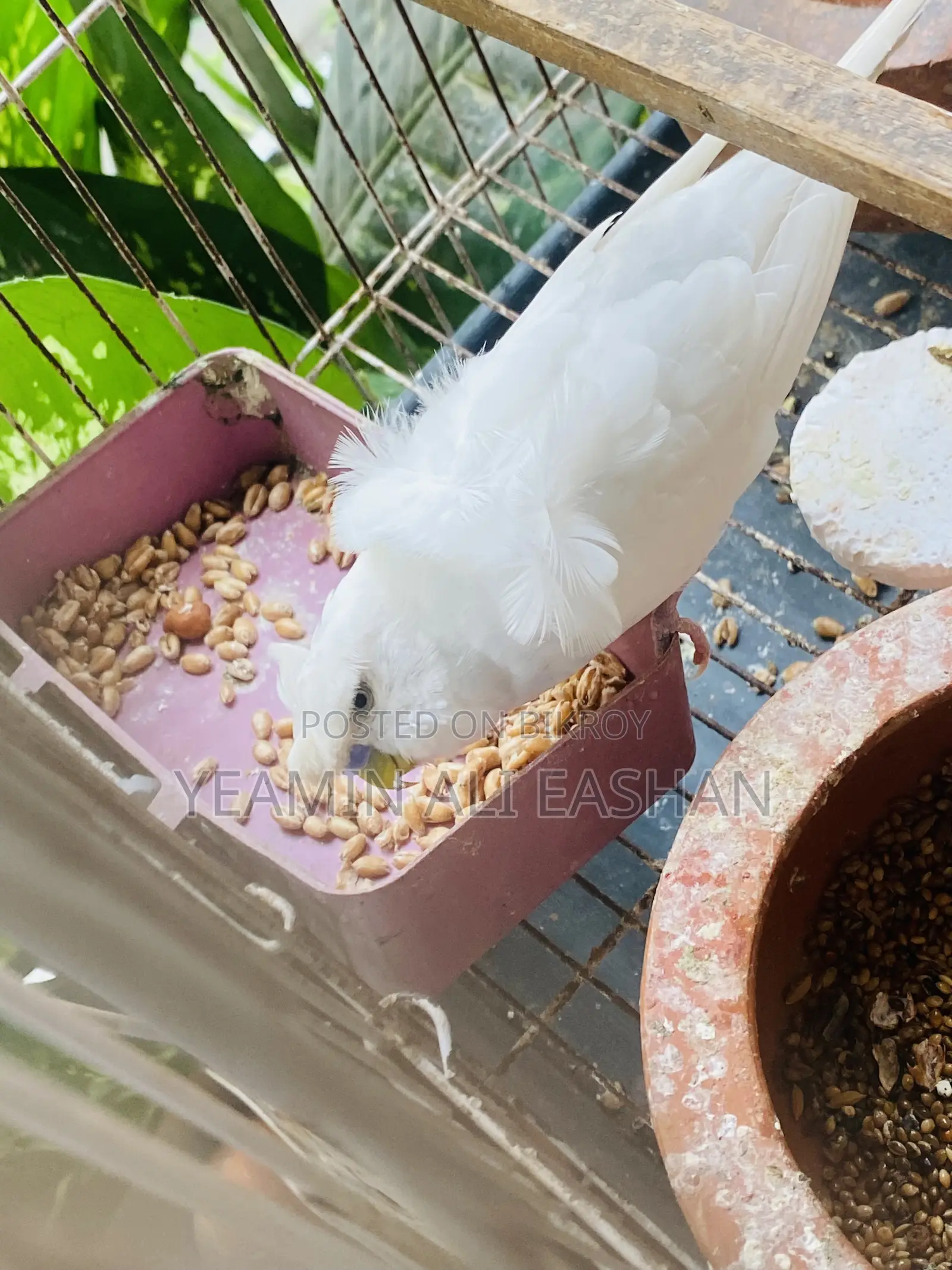 White and Yellow Df Jp Pair