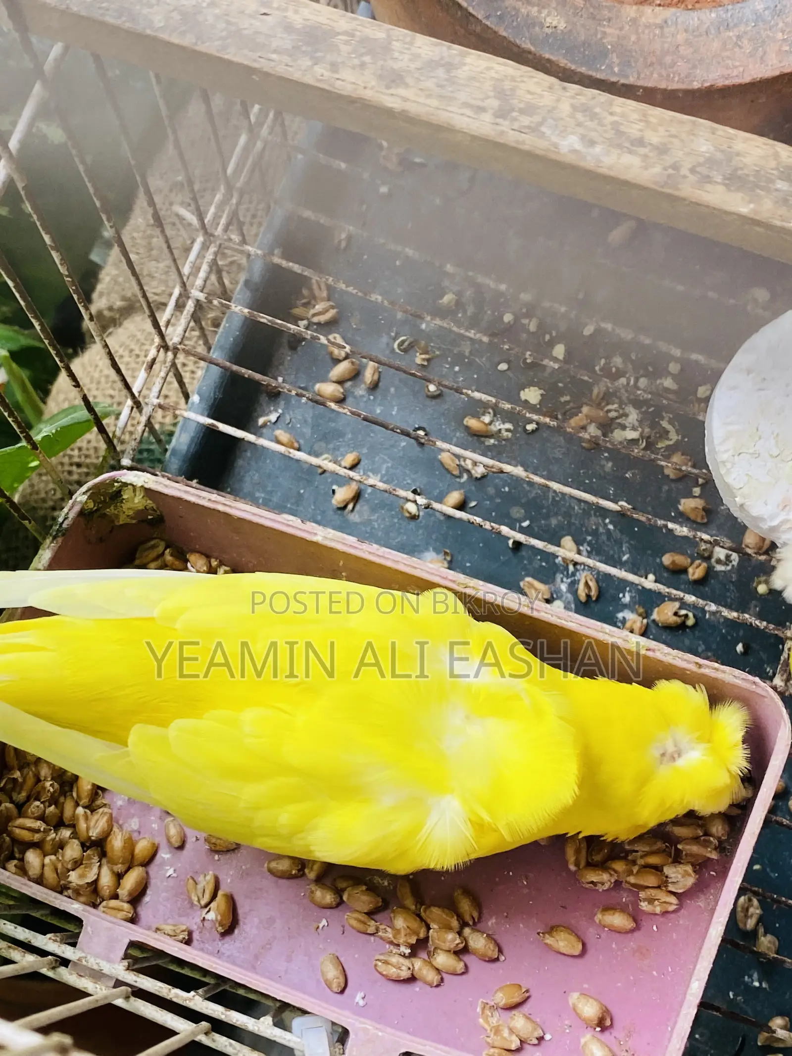 White and Yellow Df Jp Pair