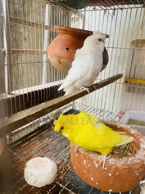 White and Yellow Df Jp Pair