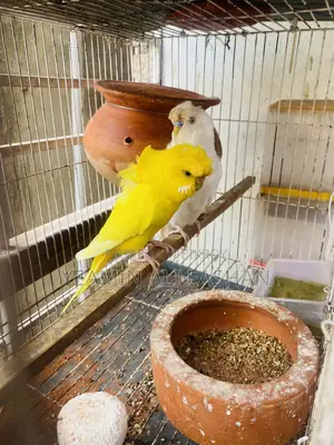White and Yellow Df Jp Pair