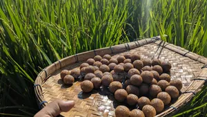 হোমমেড প্রোডাক্ট