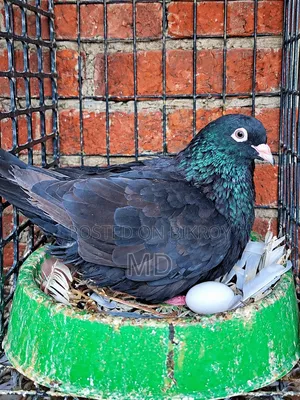 Black Giribaj Pigeon with Eggs for Sale