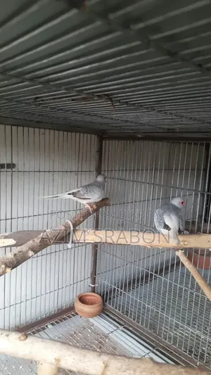 ডায়মন্ড ঘুঘু (Diamond Dove)