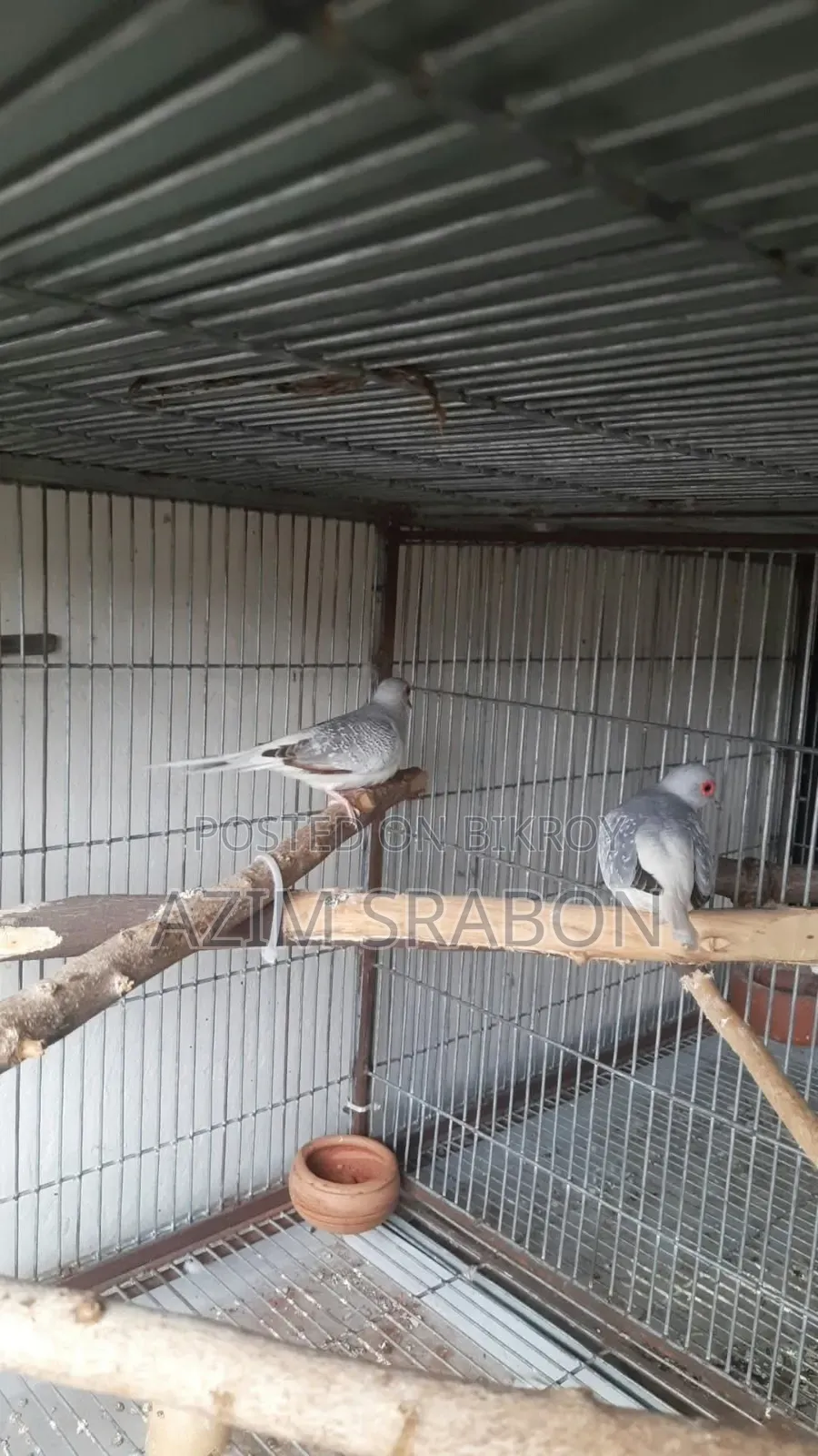 Diamond Dove