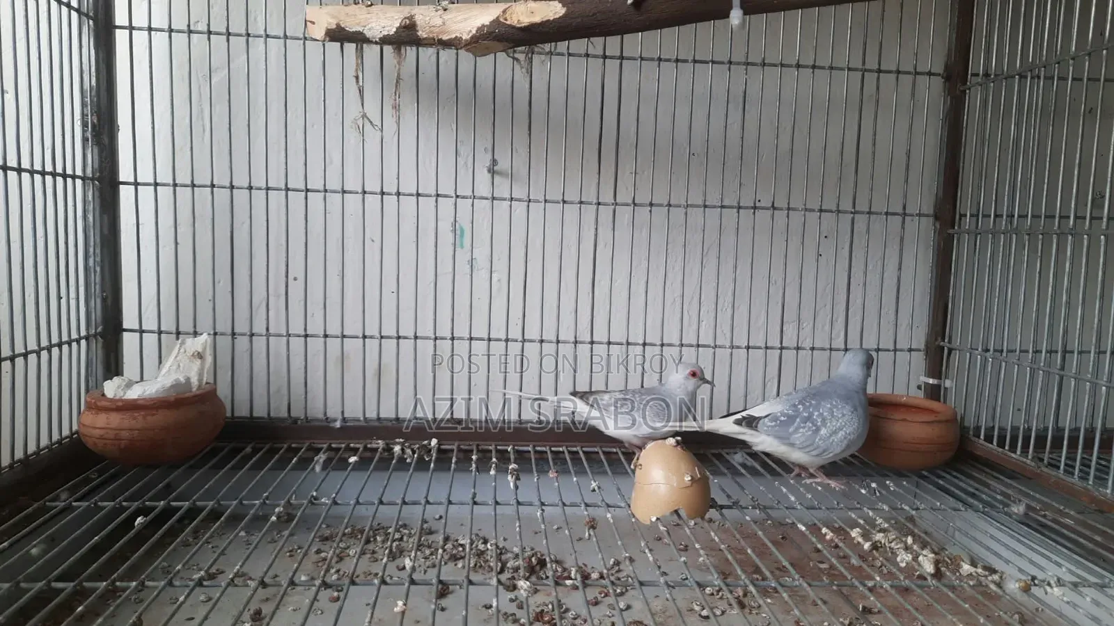 Diamond Dove