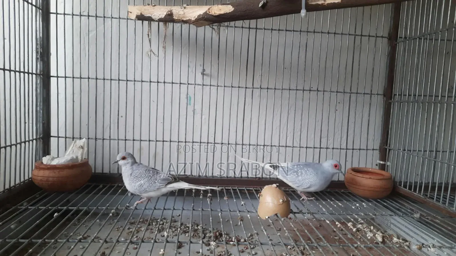 Diamond Dove