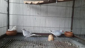 Diamond Dove