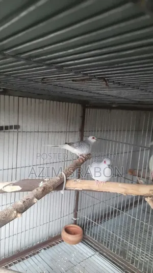 Diamond Dove