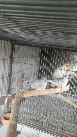 Diamond Dove