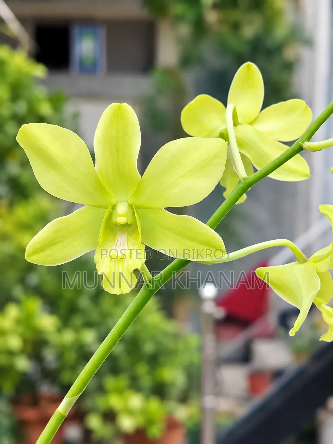Indoor & Outdoor Ornamental Plants, Orchids & Exotic Plants