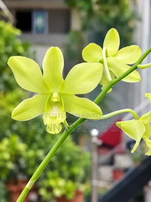 Indoor & Outdoor Ornamental Plants, Orchids & Exotic Plants
