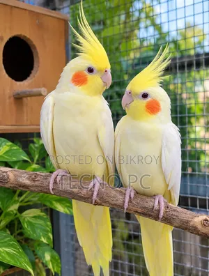Two Male Cockatiel for Sale (Age) 15 Months