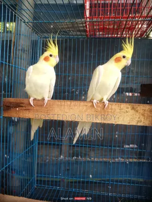 Cockatiel Running Pair
