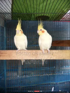 Cockatiel Running Pair
