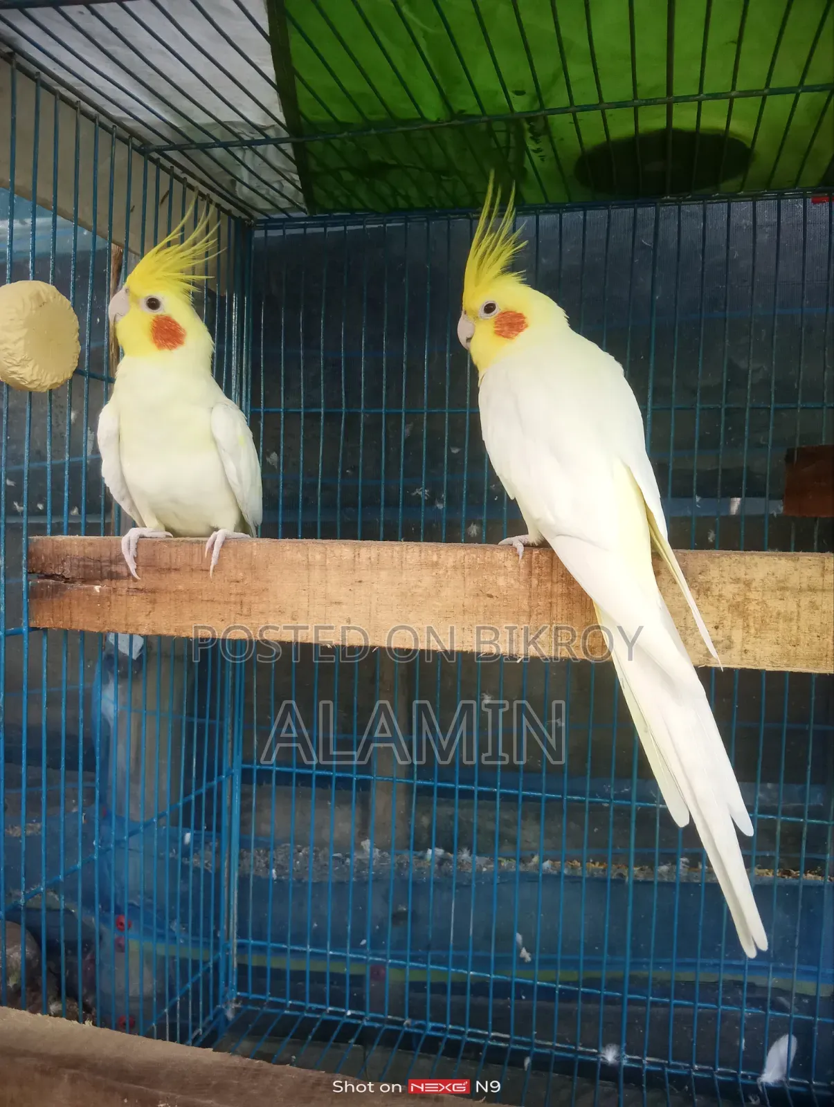 Cockatiel Running Pair