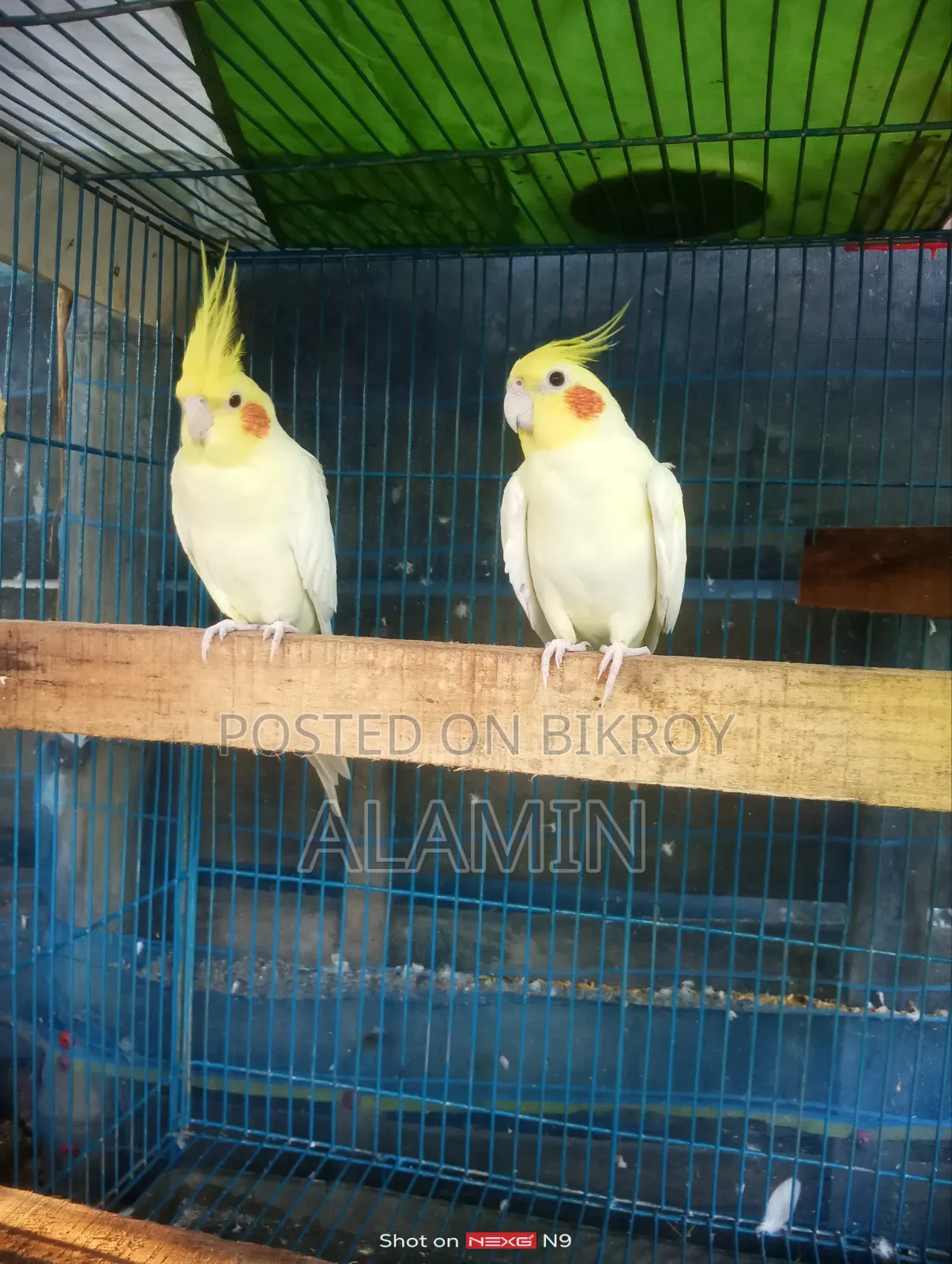 Cockatiel Running Pair