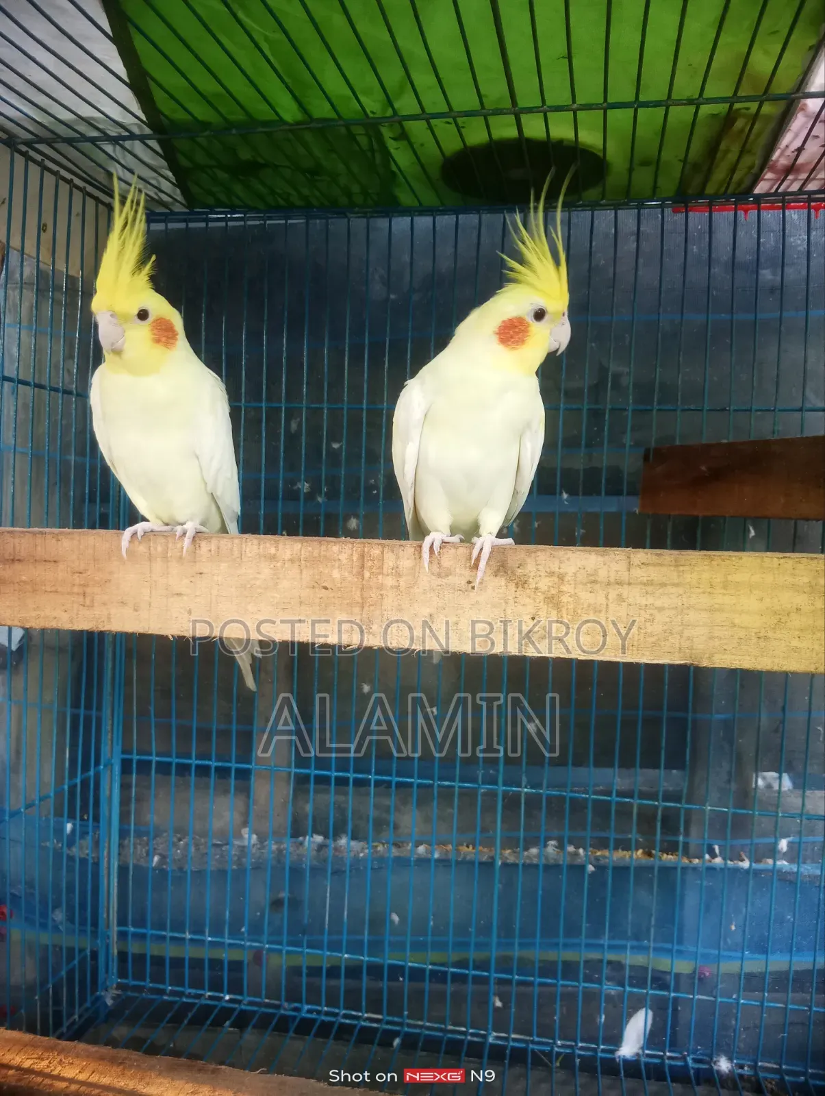 Cockatiel Running Pair