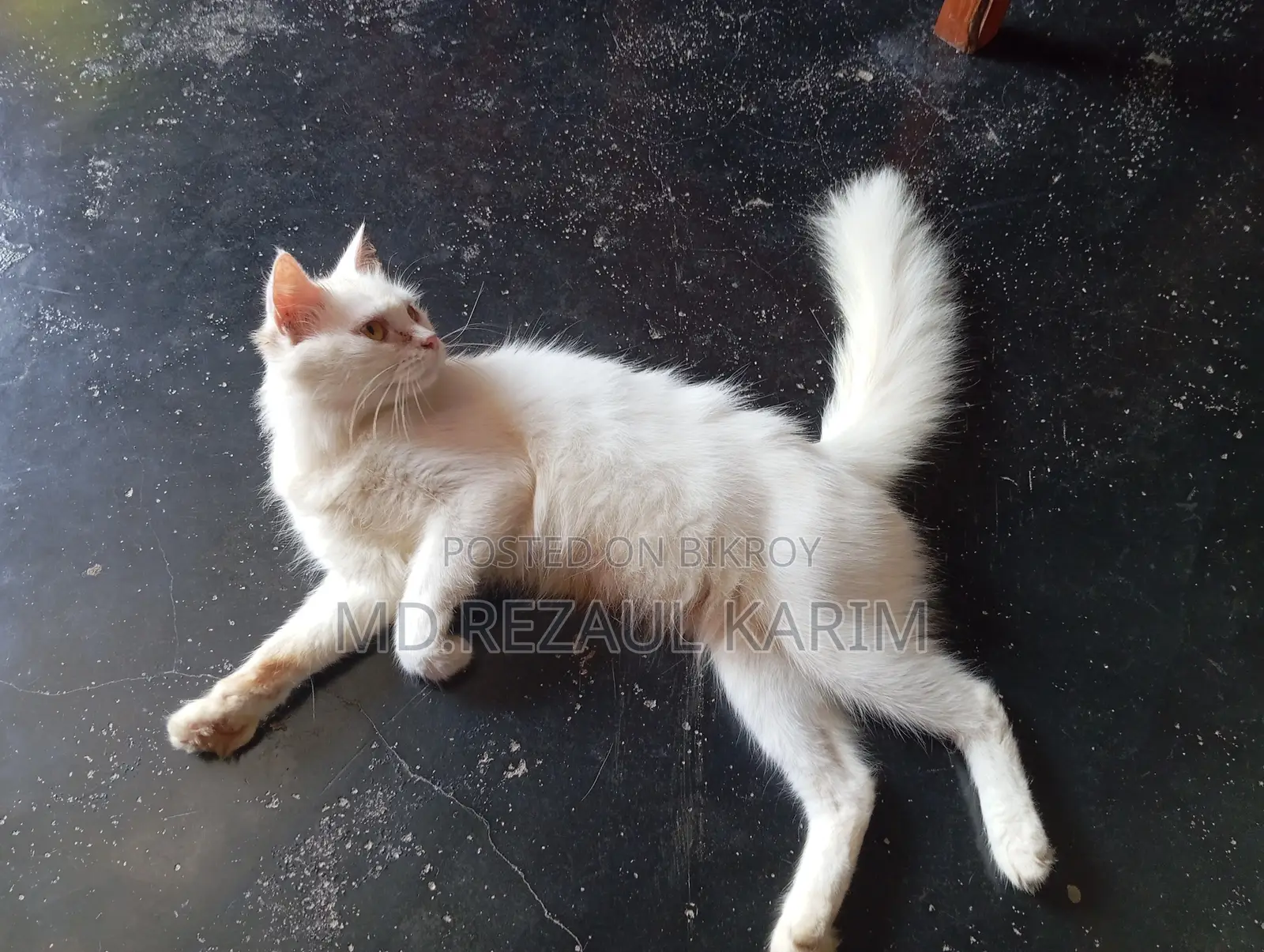 6-12 months Female Purebred Persian