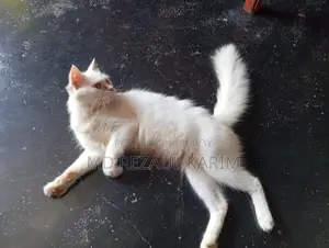 6-12 months Female Purebred Persian