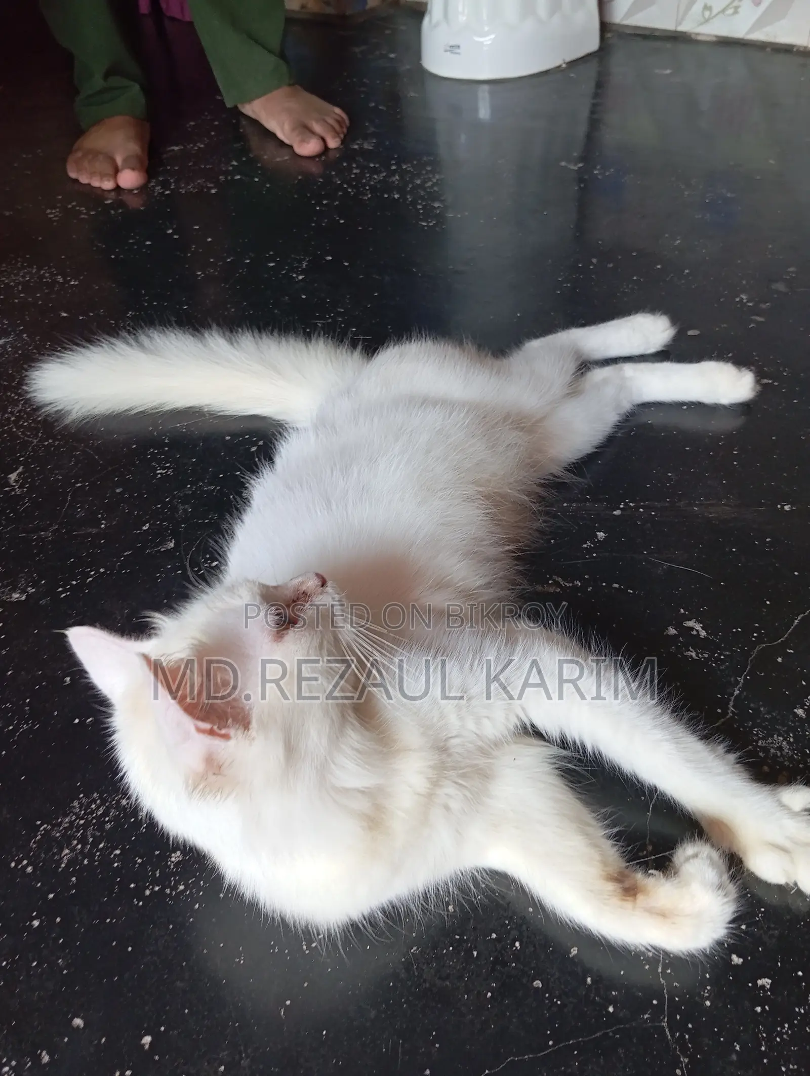 6-12 months Female Purebred Persian