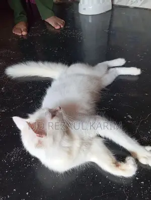 6-12 months Female Purebred Persian