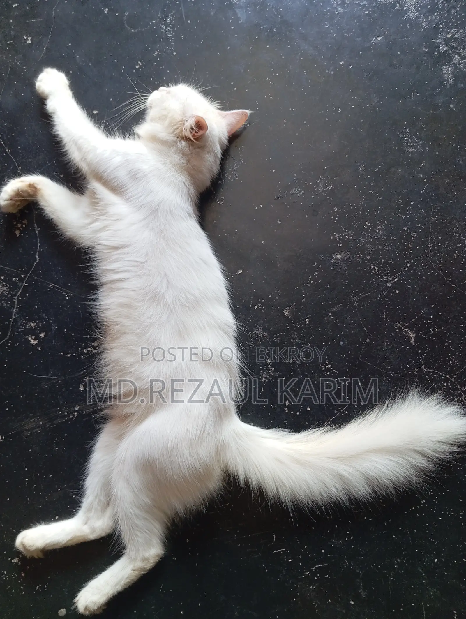 6-12 months Female Purebred Persian