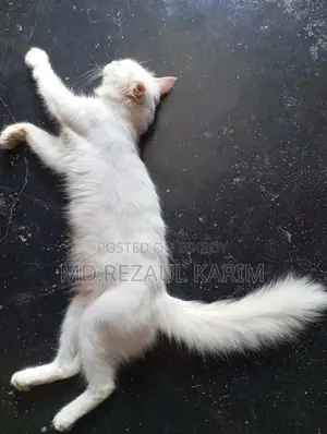 6-12 months Female Purebred Persian