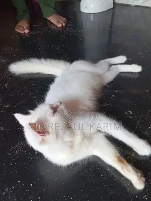 6-12 months Female Purebred Persian