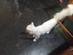 6-12 months Female Purebred Persian