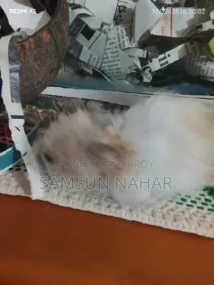 ৩ মাসের হ্যামস্টার পানির পাত্র, নারকেলের খোসার ঘর এবং কাঁচের ঘরের সাথে