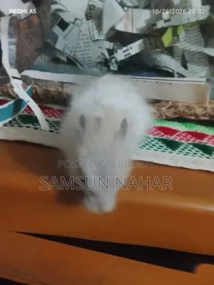 ৩ মাসের হ্যামস্টার পানির পাত্র, নারকেলের খোসার ঘর এবং কাঁচের ঘরের সাথে