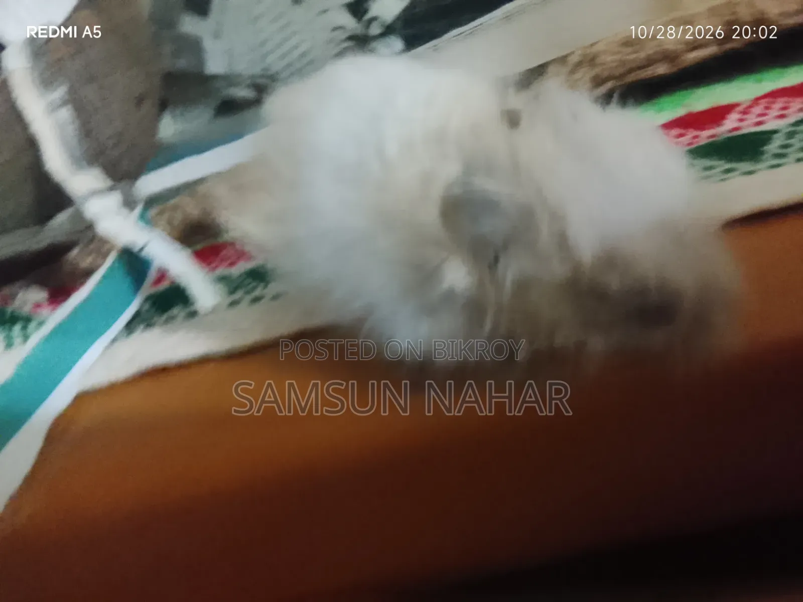 ৩ মাসের হ্যামস্টার পানির পাত্র, নারকেলের খোসার ঘর এবং কাঁচের ঘরের সাথে