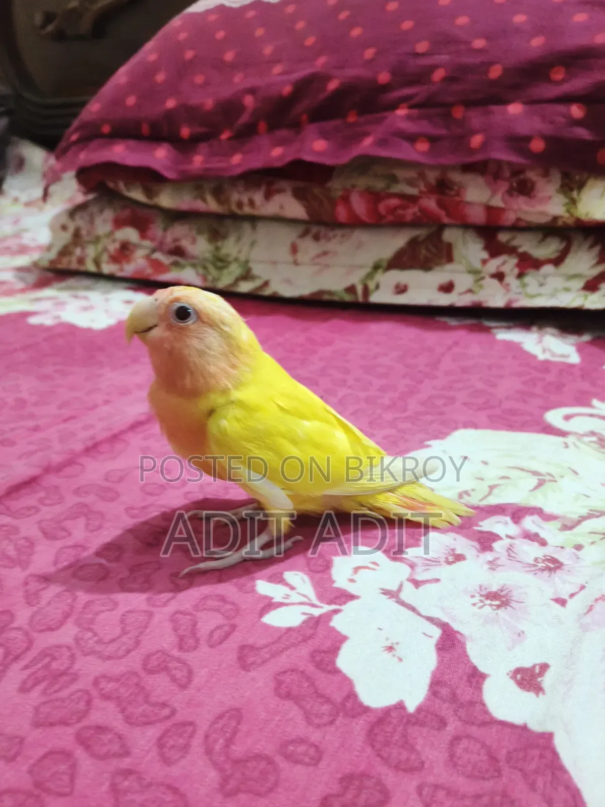 Tame Lovebird for Sale