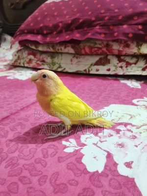 Tame Lovebird for Sale