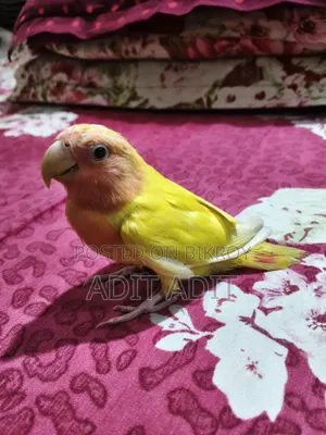Tame Lovebird for Sale