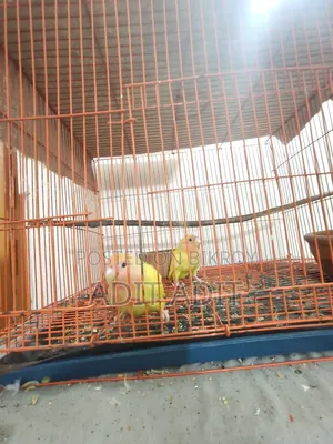 Tame Lovebird for Sale