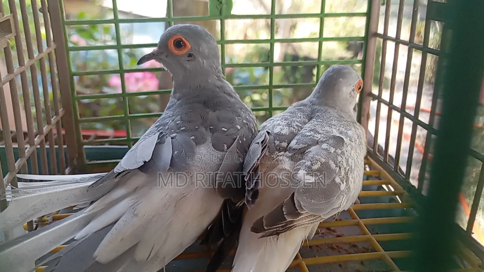 Diamond Dove