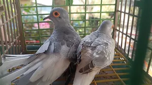 Diamond Dove