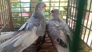 Diamond Dove
